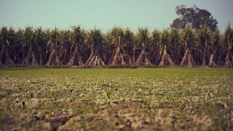 Talhão de cana-de-açúcar em desenvolvimento representando manejo nutricional via solo em rebrota e perfilhamento