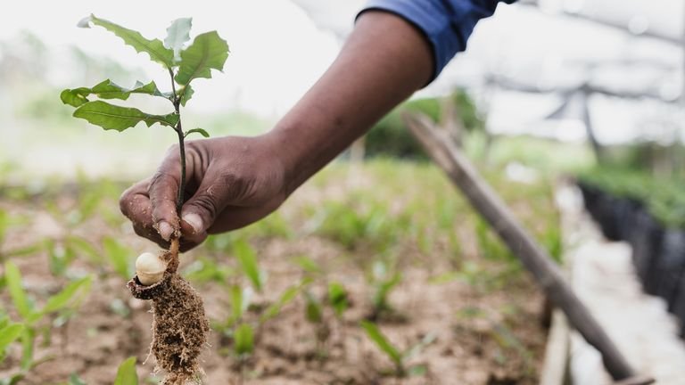 Mudas jovens em cultivo representando estabelecimento inicial e desenvolvimento do sistema radicular