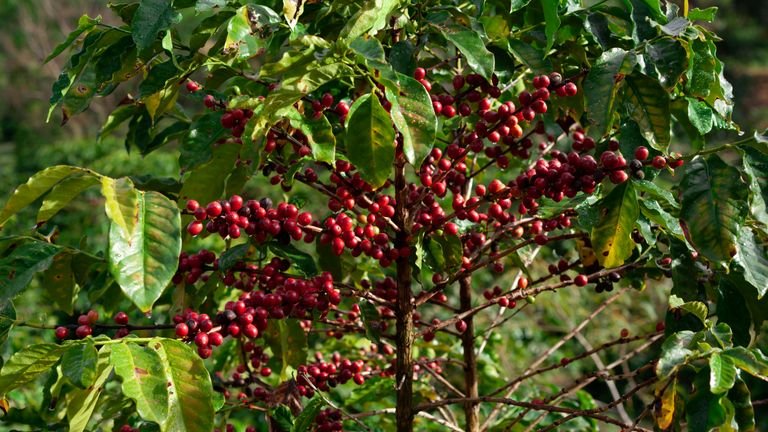 Flores brancas de cafeeiro em ramo produtivo representando processos reprodutivos dependentes de micronutrientes